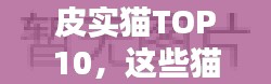 皮实猫TOP10，这些猫咪品种实力上榜！