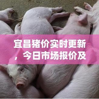 宜昌猪价实时更新，今日市场报价及走势分析