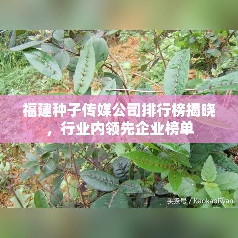 福建种子传媒公司排行榜揭晓，行业内领先企业榜单