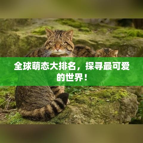 全球萌态大排名，探寻最可爱的世界！