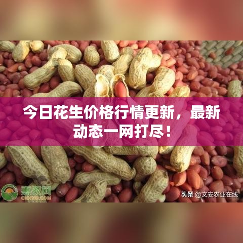 今日花生价格行情更新，最新动态一网打尽！