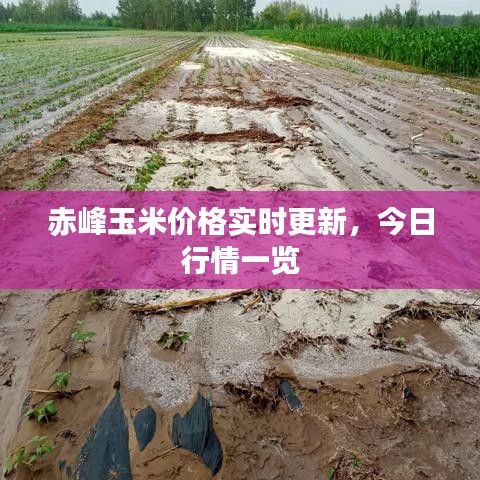 赤峰玉米价格实时更新，今日行情一览