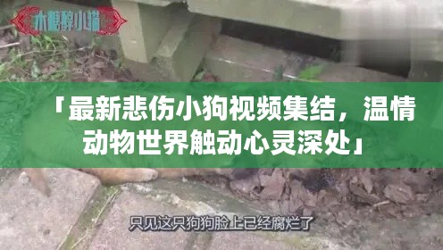 「最新悲伤小狗视频集结，温情动物世界触动心灵深处」