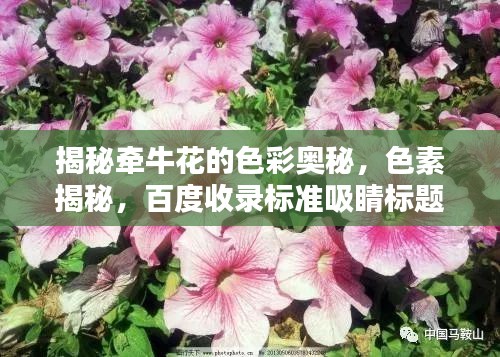 揭秘牵牛花的色彩奥秘，色素揭秘，百度收录标准吸睛标题！