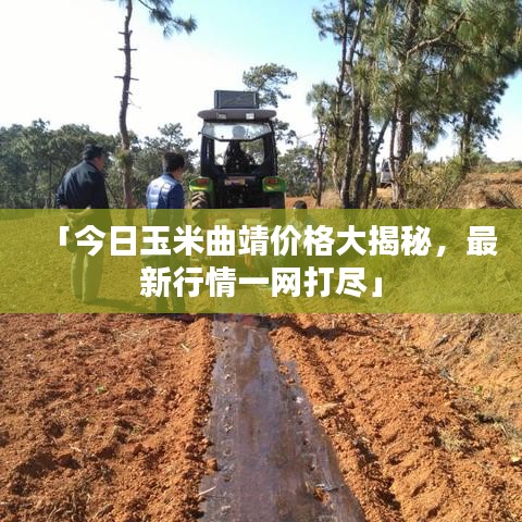 「今日玉米曲靖价格大揭秘，最新行情一网打尽」