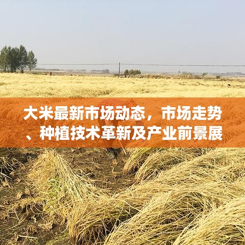 大米最新市场动态，市场走势、种植技术革新及产业前景展望