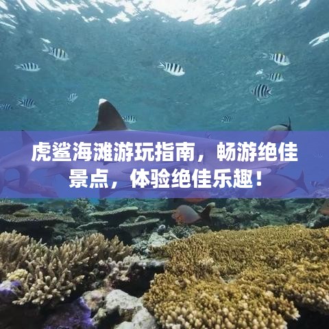 虎鲨海滩游玩指南，畅游绝佳景点，体验绝佳乐趣！