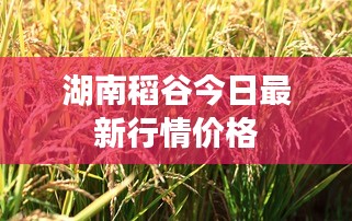 湖南稻谷今日最新行情价格
