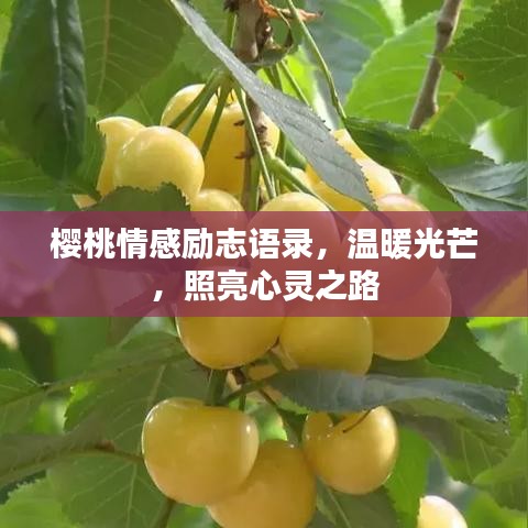 樱桃情感励志语录，温暖光芒，照亮心灵之路