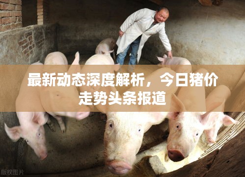 最新动态深度解析，今日猪价走势头条报道