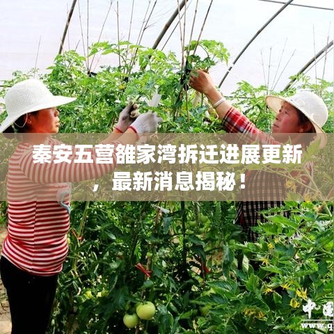 秦安五营雒家湾拆迁进展更新，最新消息揭秘！