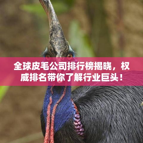 全球皮毛公司排行榜揭晓，权威排名带你了解行业巨头！