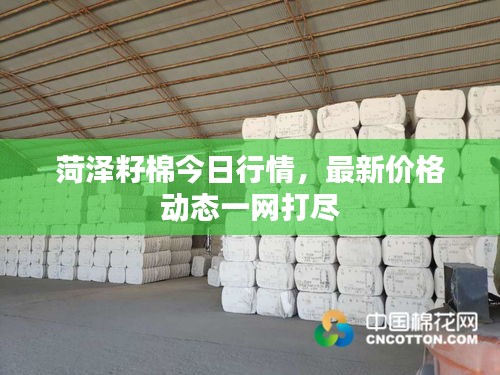 菏泽籽棉今日行情，最新价格动态一网打尽