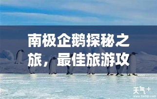 南极企鹅探秘之旅，最佳旅游攻略全解析