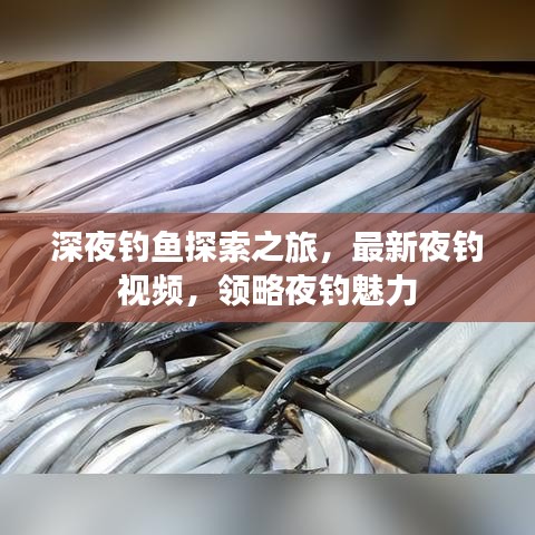 深夜钓鱼探索之旅，最新夜钓视频，领略夜钓魅力