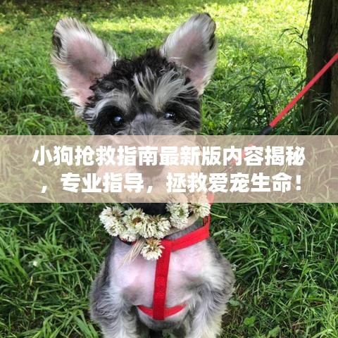 小狗抢救指南最新版内容揭秘，专业指导，拯救爱宠生命！