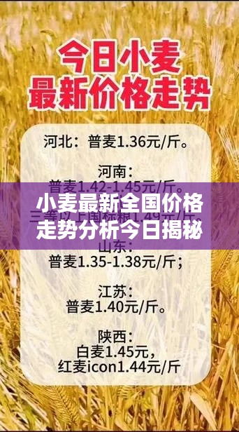小麦最新全国价格走势分析今日揭秘！