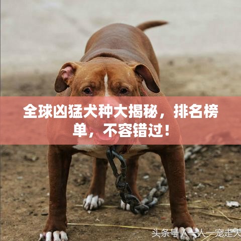 全球凶猛犬种大揭秘，排名榜单，不容错过！