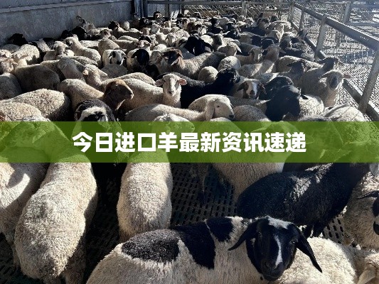 今日进口羊最新资讯速递
