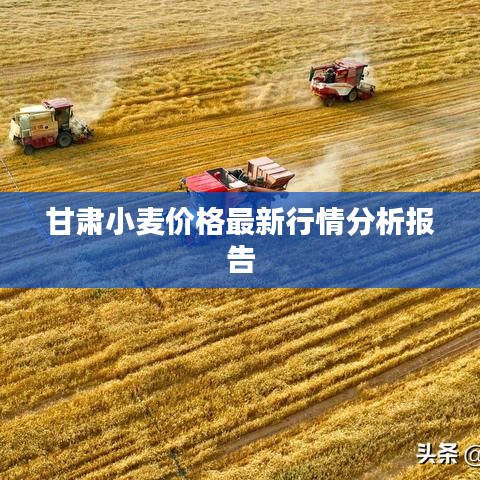 甘肃小麦价格最新行情分析报告