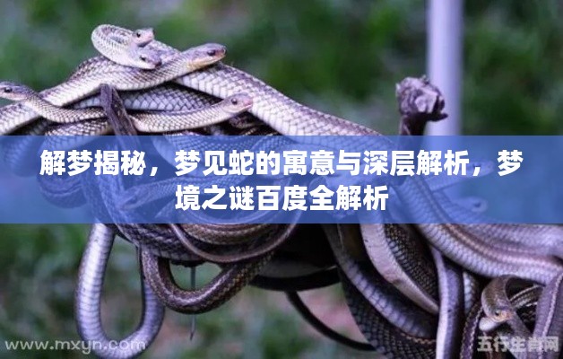 解梦揭秘，梦见蛇的寓意与深层解析，梦境之谜百度全解析