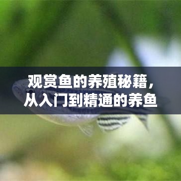 观赏鱼的养殖秘籍，从入门到精通的养鱼指南