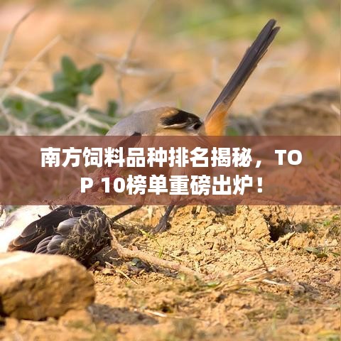 南方饲料品种排名揭秘，TOP 10榜单重磅出炉！