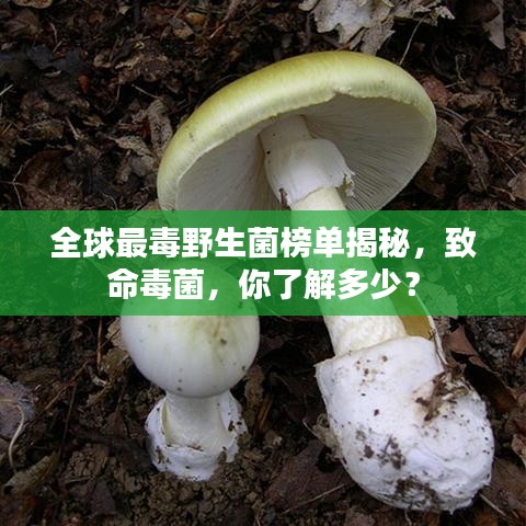 全球最毒野生菌榜单揭秘，致命毒菌，你了解多少？