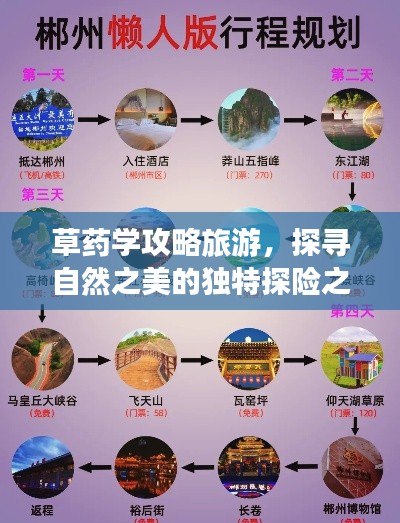 草药学攻略旅游，探寻自然之美的独特探险之旅