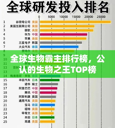 凤凰于飞