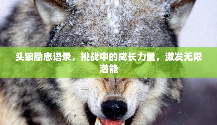 头狼励志语录，挑战中的成长力量，激发无限潜能