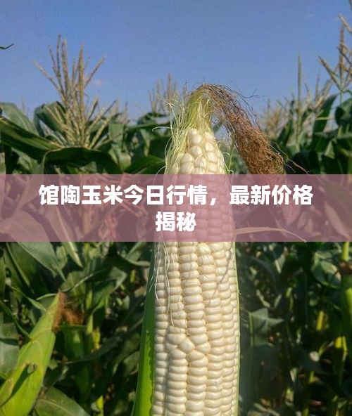 馆陶玉米今日行情，最新价格揭秘