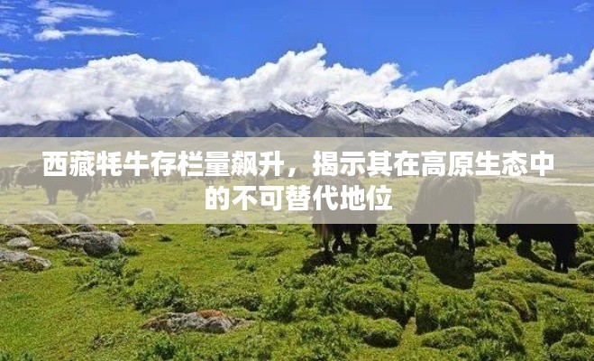 犯而不校