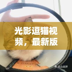光影逗猫视频，最新版下载，畅享精彩宠物时光